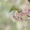 平野神社の桜