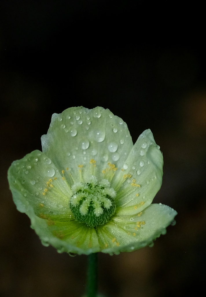 温室の花たち　⑤