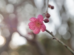 大盃　透ける