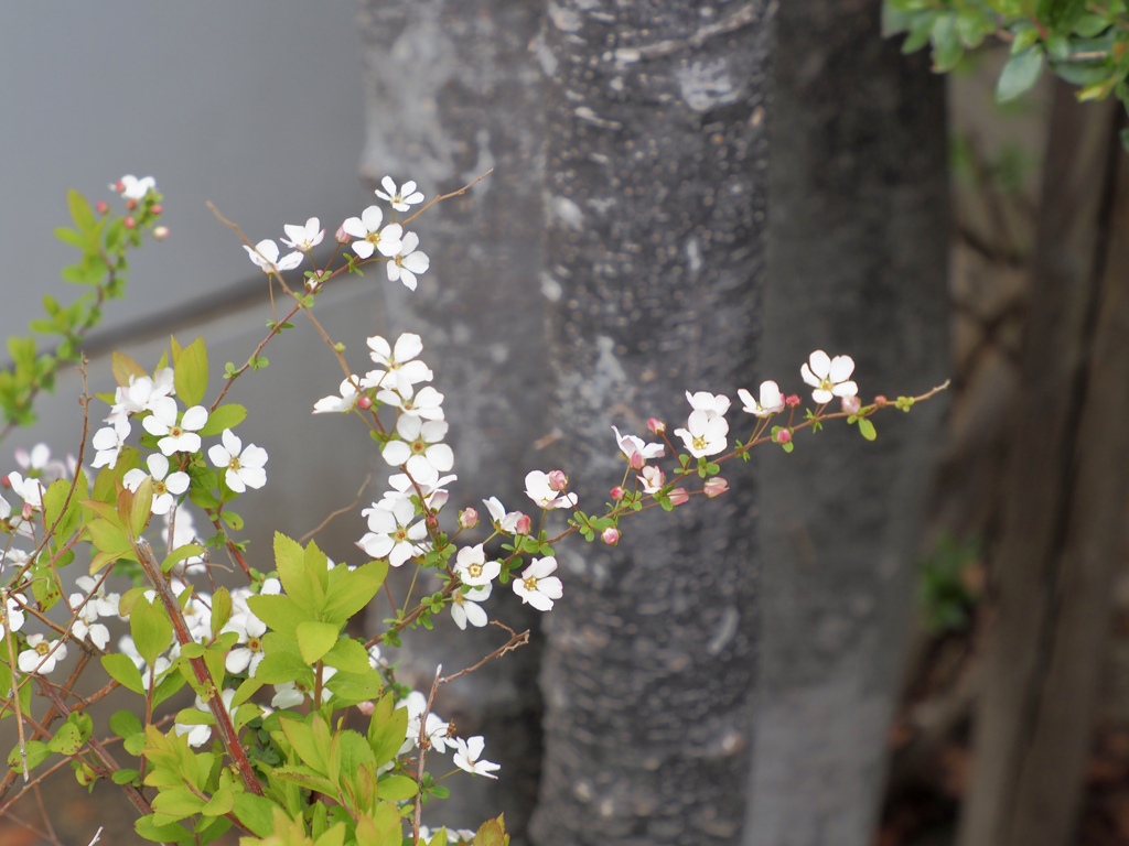 春の花　②