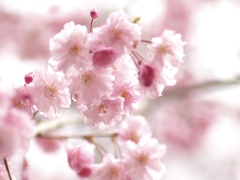 八重紅枝垂桜