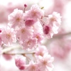 八重紅枝垂桜