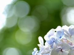 紫陽花