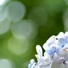 紫陽花
