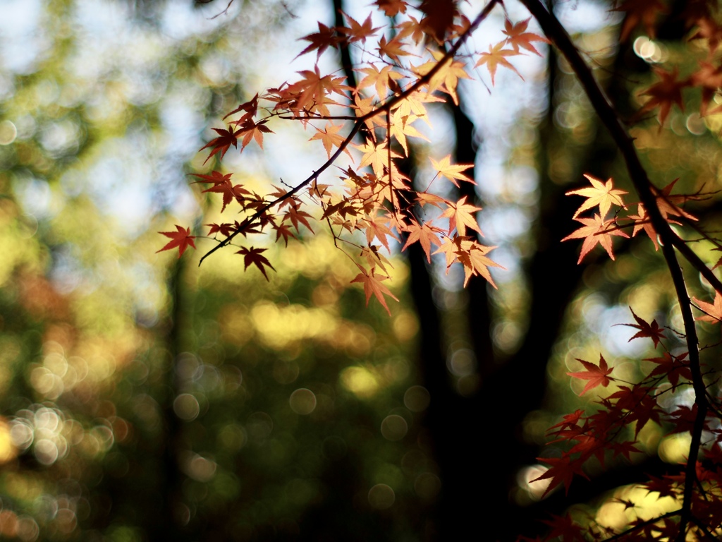 木陰も紅葉