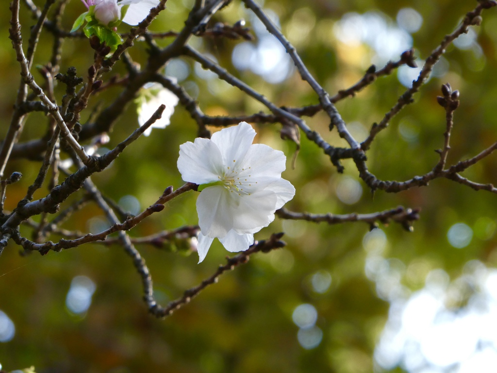冬桜