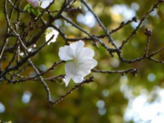 冬桜