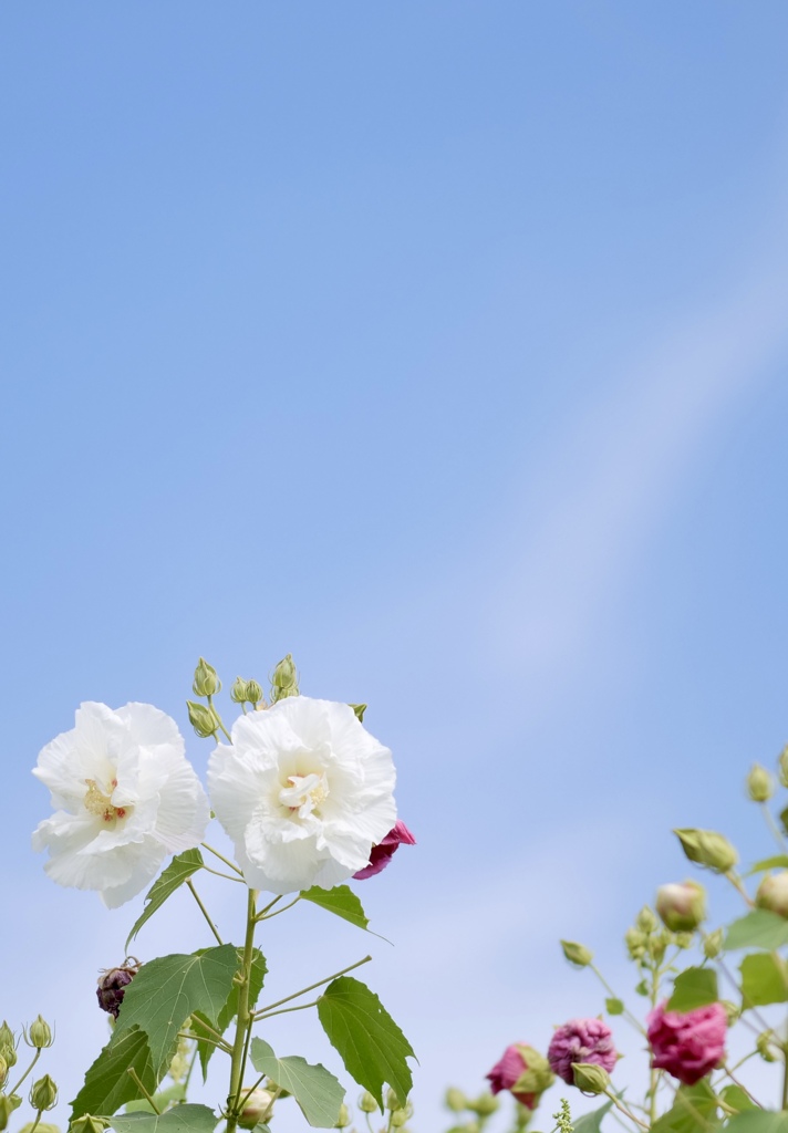 秋空と芙蓉