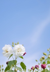 秋空と芙蓉