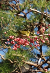 メジロとマユミ