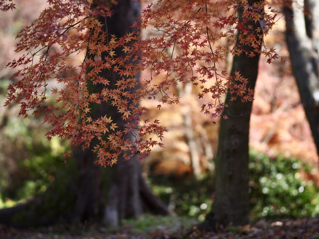紅葉