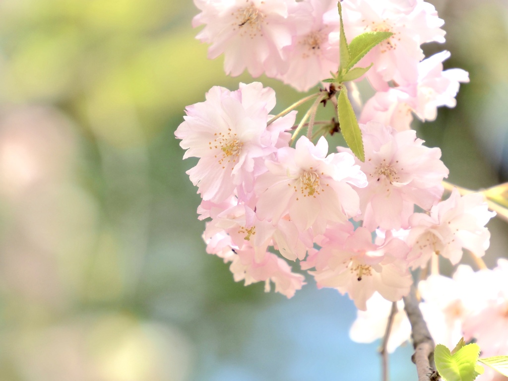 枝垂桜　①