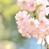 枝垂桜　①