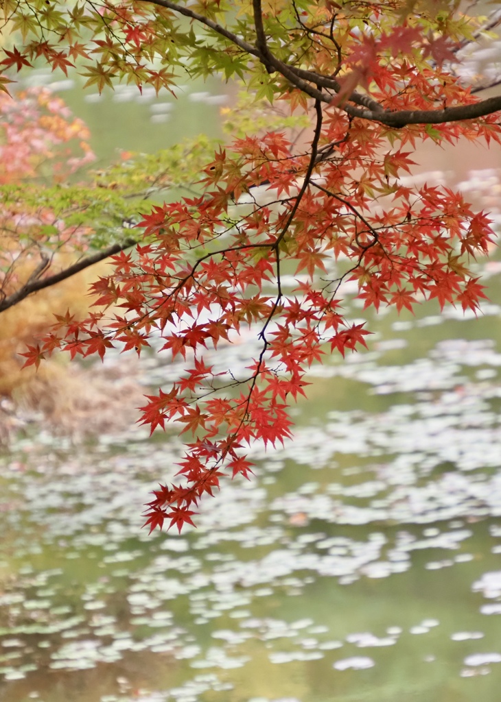 紅葉