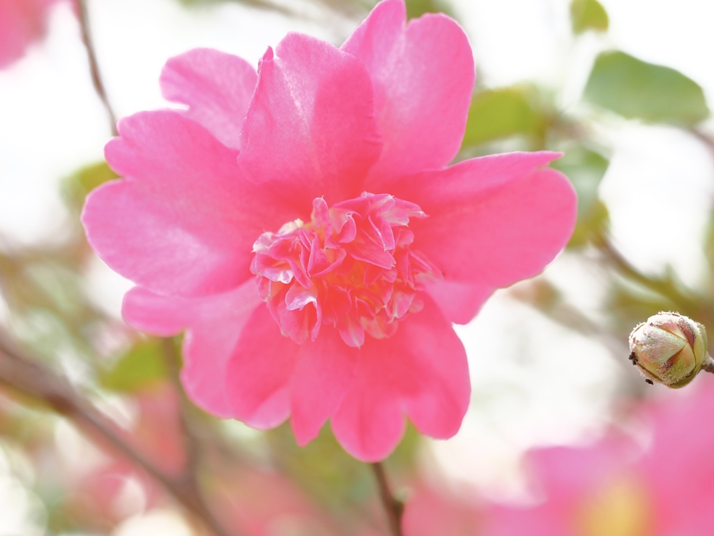 赤の山茶花