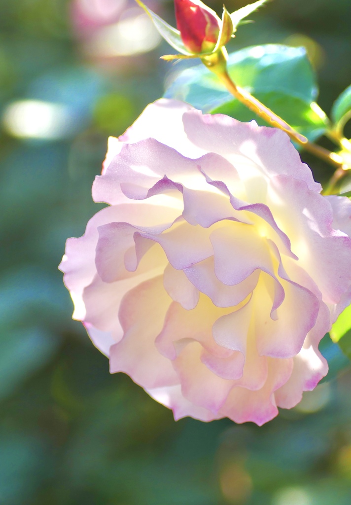 秋の光はまぶしくて　薔薇