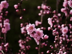 花桃