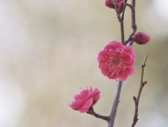 紅梅