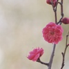 紅梅