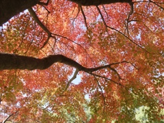 真っ赤だね〜♪