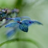 霧の中の紫陽花　④