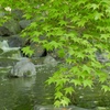 青モミジ