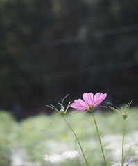 秋桜
