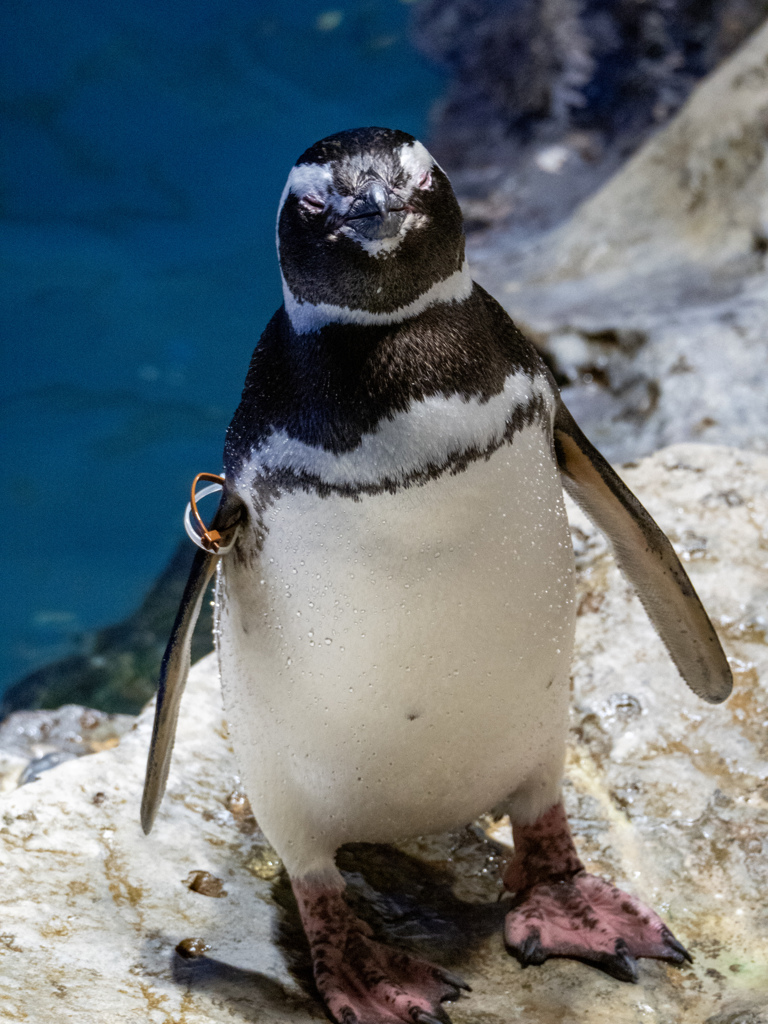 ペンギン
