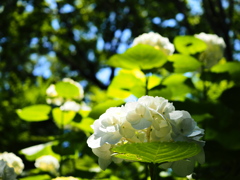 白い紫陽花　府中市郷土の森博物館