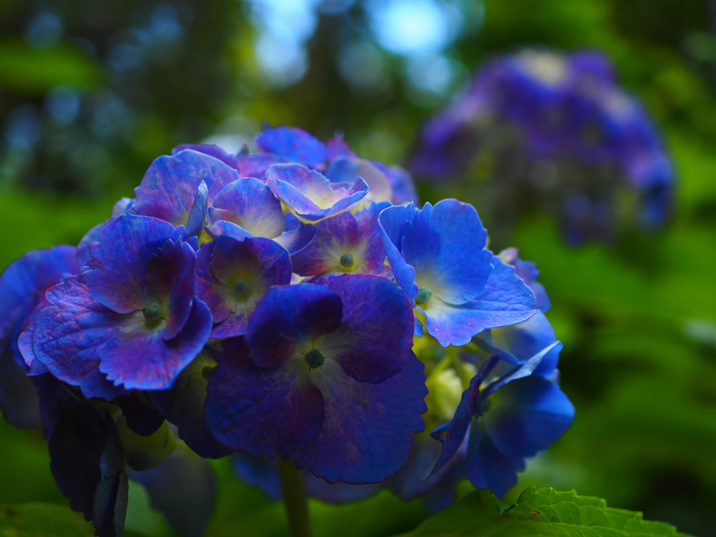 公園の紫陽花　神代植物公園