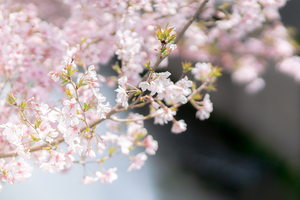 桜のはじまり