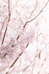 桜のはじまり