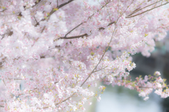 桜のはじまり
