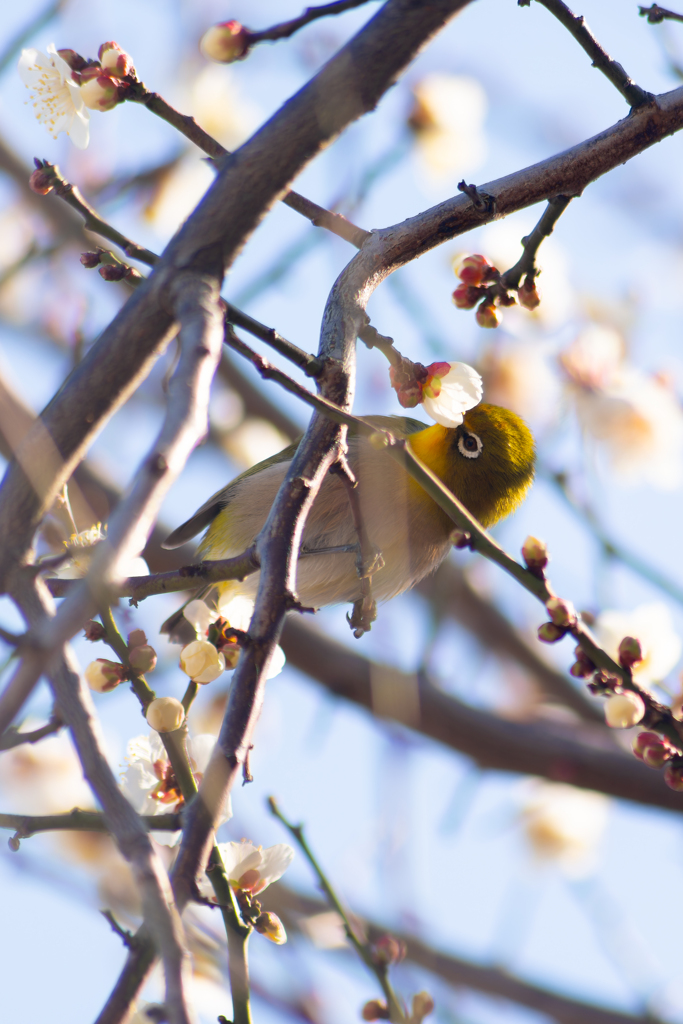 公園にて（鳥）