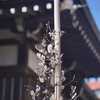 寒梅を求めて近所の神社へ