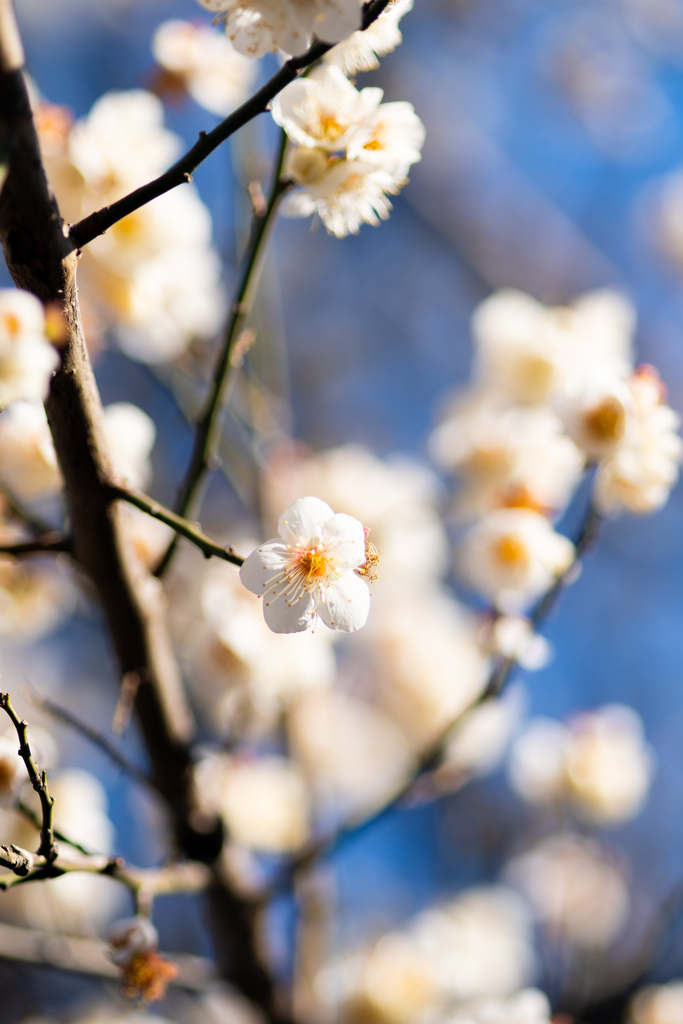 公園にて（花）