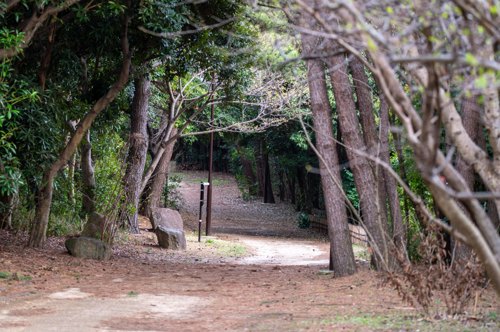 葛西臨海公園の道(2)