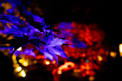 紅葉ライトアップ