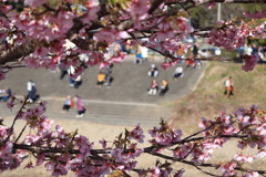 河津桜4