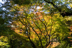 六義園