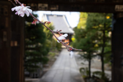 門前の春