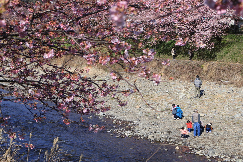 河津桜5
