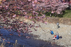 河津桜5