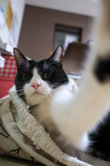 猫パンチ