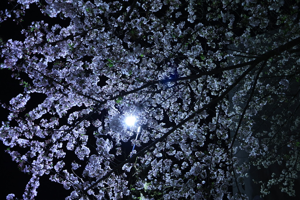 夜桜2