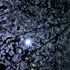 夜桜2