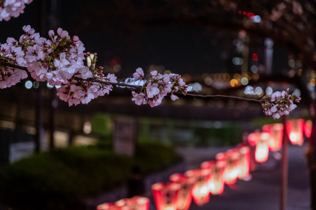 隅田川桜祭り