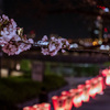 隅田川桜祭り