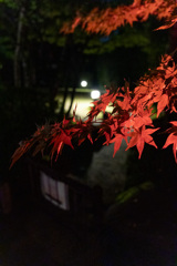 目白庭園ライトアップ