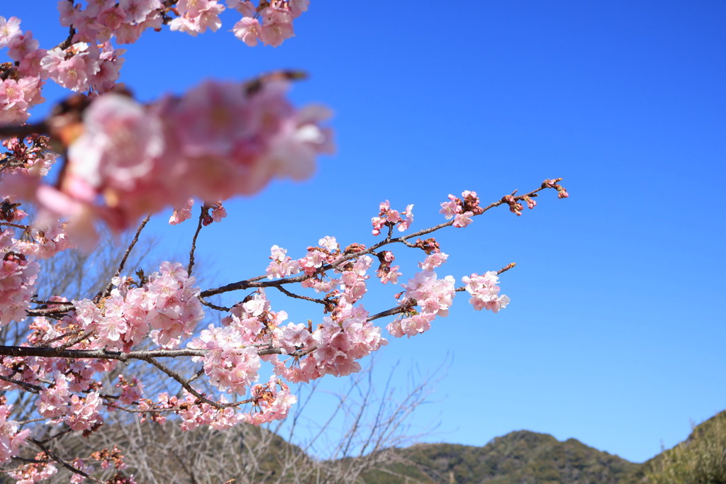 河津桜3